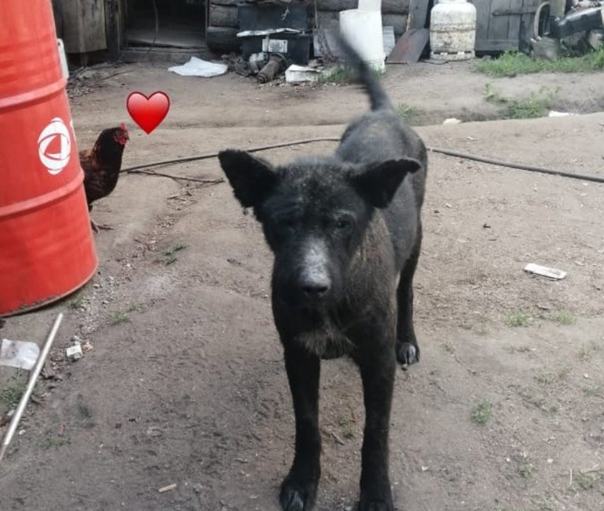 La Asociaci&oacute;n para la Defensa y Protecci&oacute;n de los Animales en Villa La Angostura (A.D.Y.P.A.) se reuni&oacute; con el Municipio por el cuidado animal en Villa La Angostura.