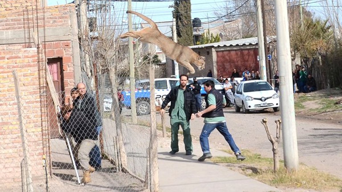 Reuni&oacute;n por el cuidado de la fauna silvestre en San Mart&iacute;n de los Andes