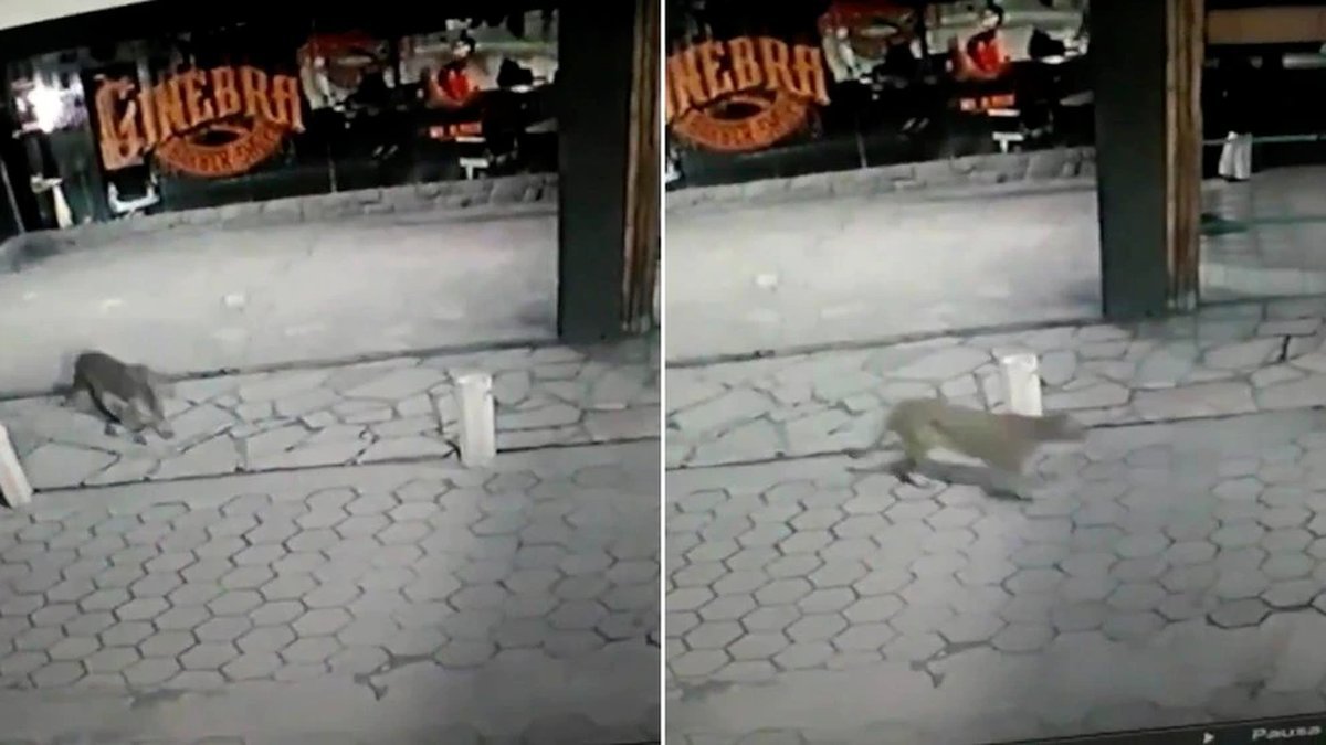 Personal de Fauna y efectivos de la Polic&iacute;a de R&iacute;o Negro buscan a un puma que recorri&oacute; el centro de Bariloche.