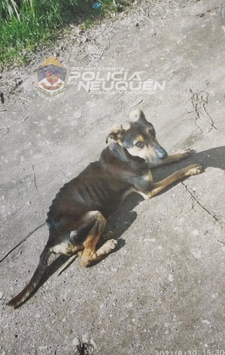 Rescataron a un perro maltratado en San Mart&iacute;n de los Andes