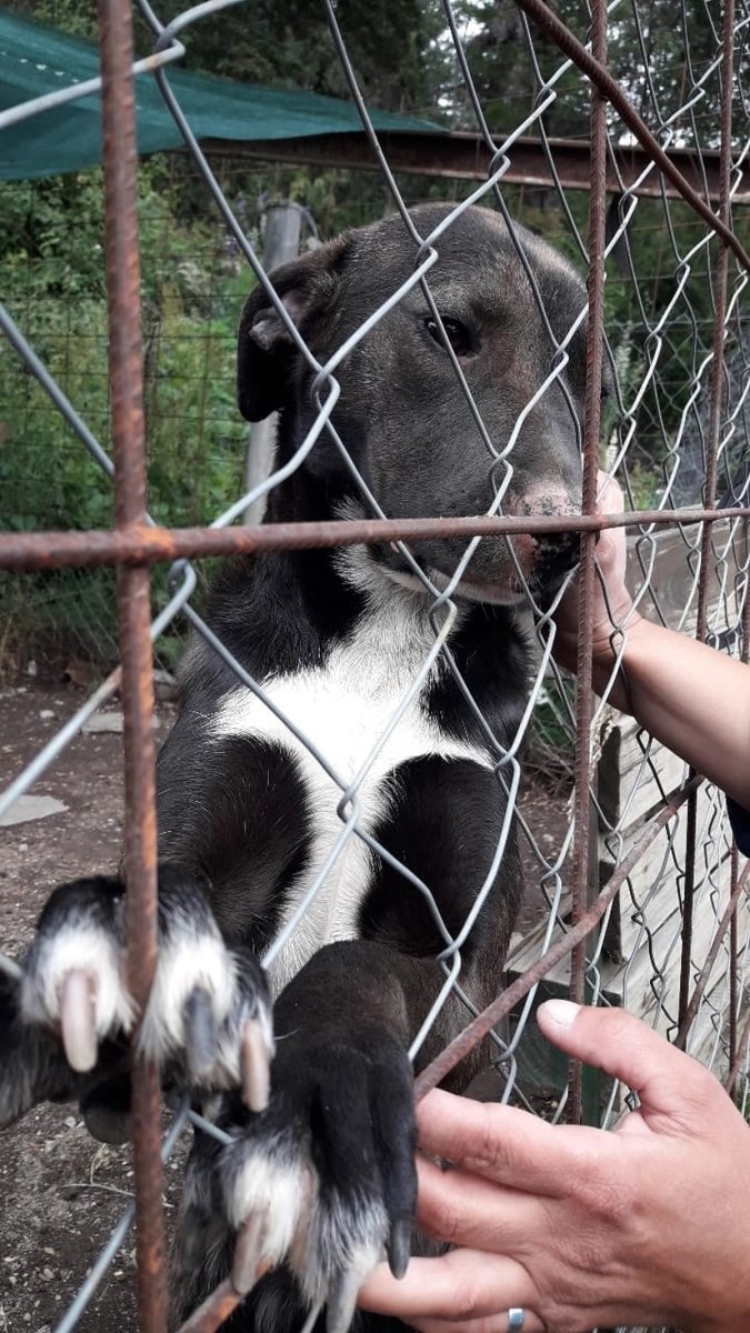 Los tres perritos se encuentan en caniles municipales de Villa la Angostura a la espera de ser adoptados