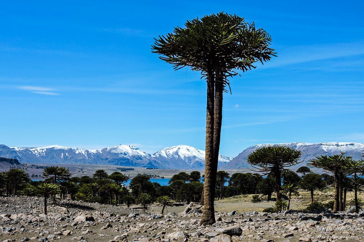 El pehu&eacute;n, &aacute;rbol clave en la historia de la Patagonia