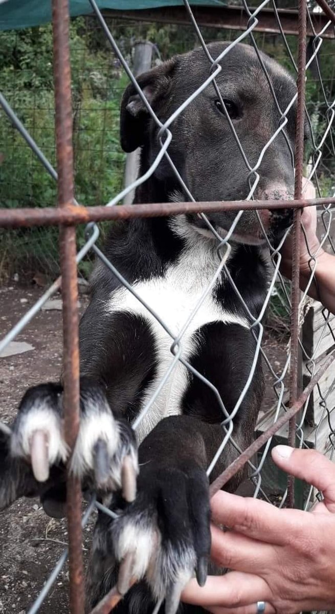 En Villa la Angostura buscan lograr la adopci&oacute;n de una perrita