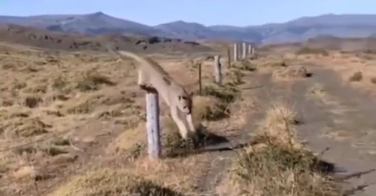 El puma que apareci&oacute; en las rutas de Alumin&eacute;