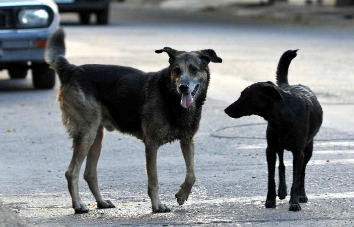 En Villa La Angostura, Zoonosis alert&oacute; sobre el aumento de denuncias por mordeduras.