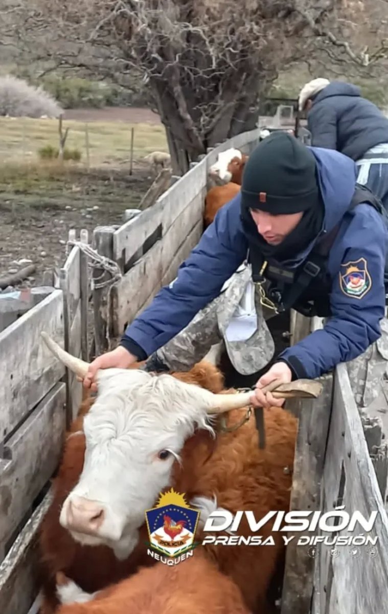 Allanamiento permiti&oacute; recuperar animales robados en Jun&iacute;n de los Andes.