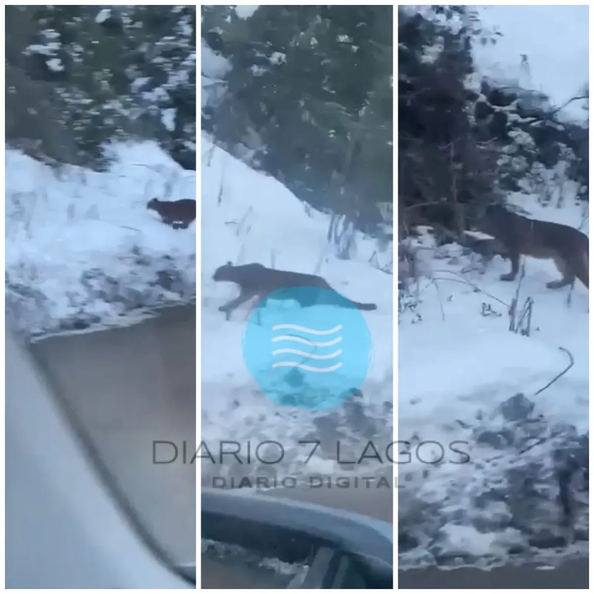 San Mart&iacute;n: Apareci&oacute; un puma en la ciudad&nbsp;