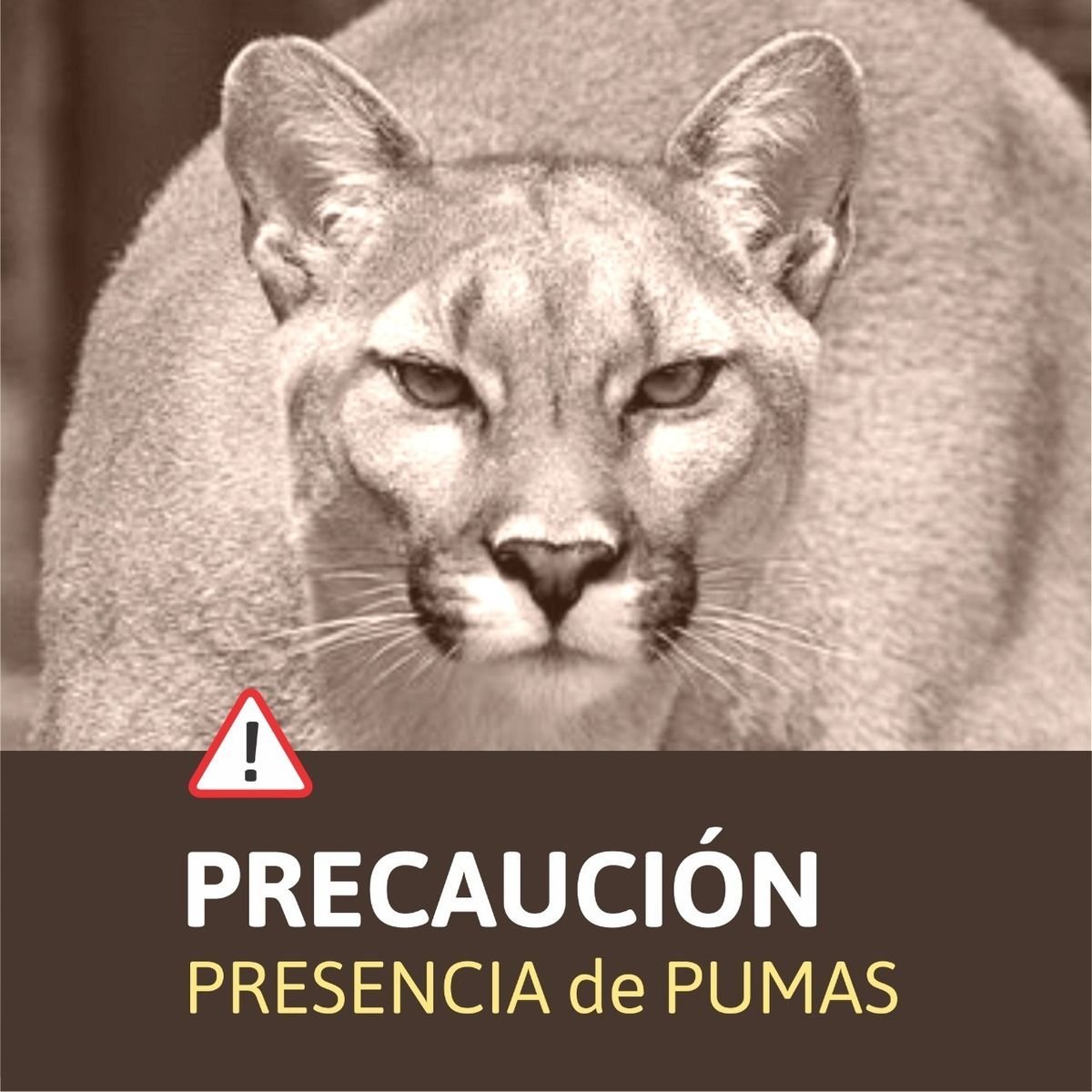 Parque Nacional Lan&iacute;n: advierten por la presencia de un puma.