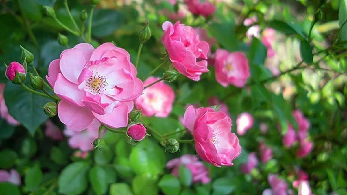 Rosa Mosqueta en la Patagonia Argentina