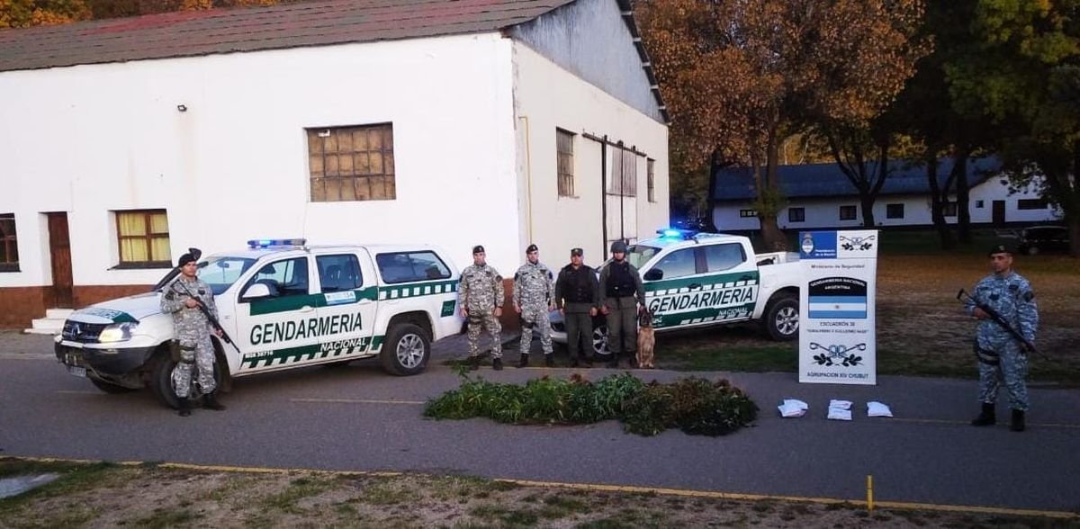 Esquel: Gendarmes allanan un invernadero de marihuana