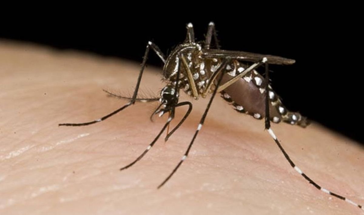 La ANMAT autoriz&oacute; el uso de la vacuna contra el dengue.