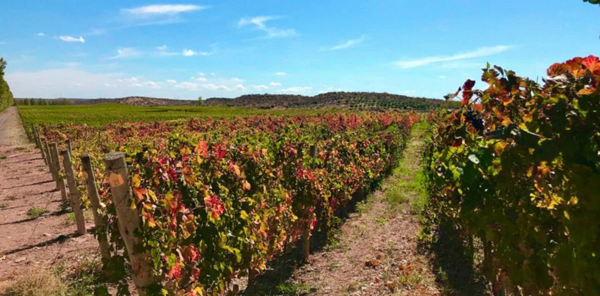 Ruta del Vino en Neuqu&eacute;n