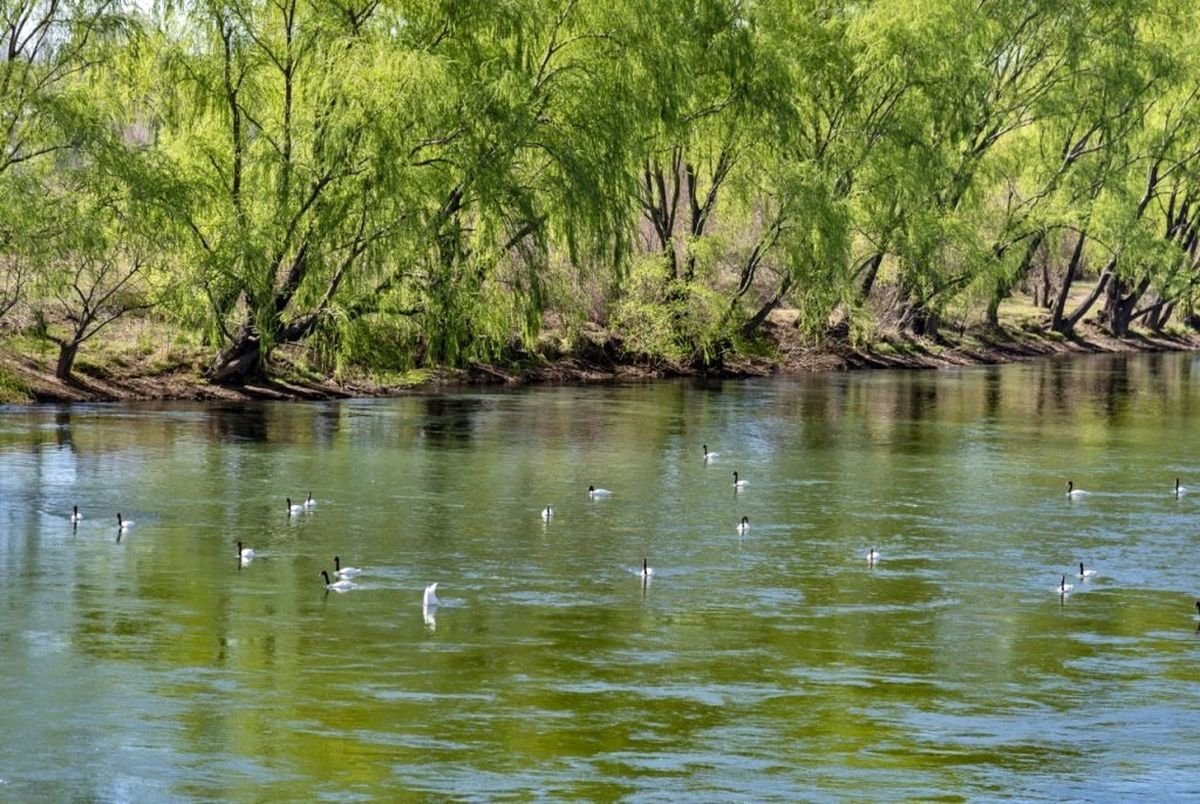 Grupo de cisnes atraviesa el r&iacute;o Neuqu&eacute;n