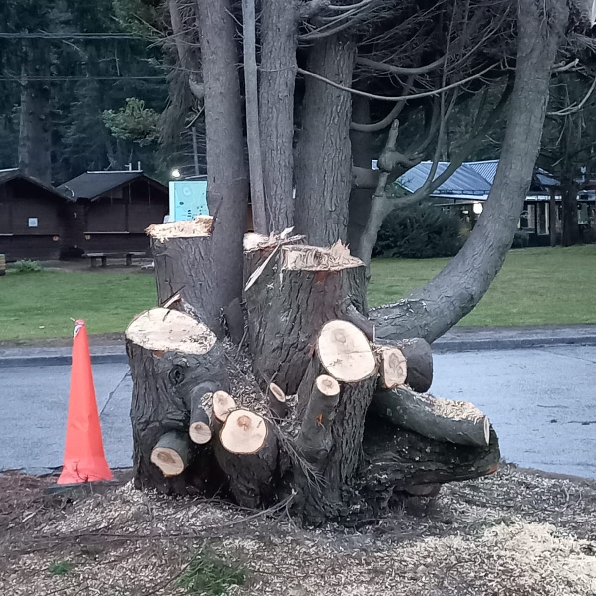 Angostura: Indignaci&oacute;n por la mutilaci&oacute;n de &aacute;rbol hist&oacute;rico