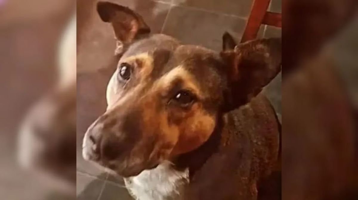 Rocco el perro callejero que sufri&oacute; maltrato.
