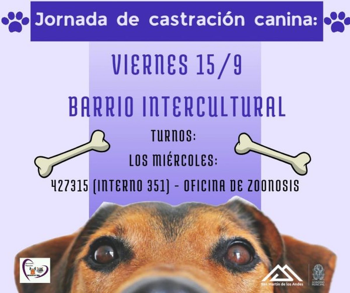 San Mart&iacute;n de los Andes: nueva jornada de castraci&oacute;n canina.