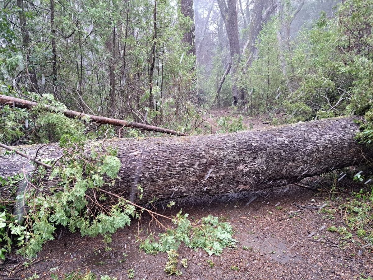 &Aacute;rbol ca&iacute;do tras el temporal en el Parque Nacional los Arrayanes de Villa La Angostura.
