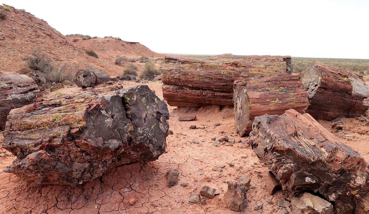 Neuqu&eacute;n: declaran patrimonio cultural un bosque petrificado.