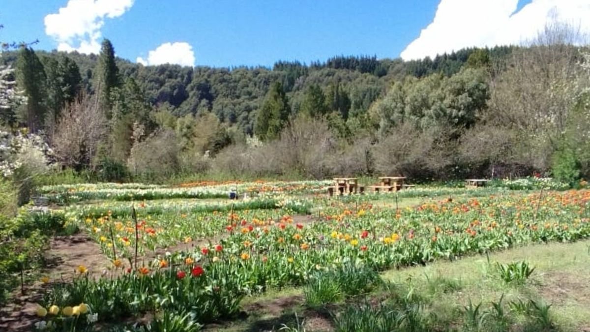 Campo de tulipanes en Bariloche