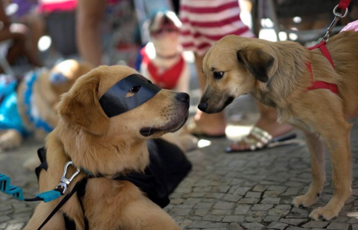 Neuqu&eacute;n: multas para due&ntilde;os de perros que no usen collar