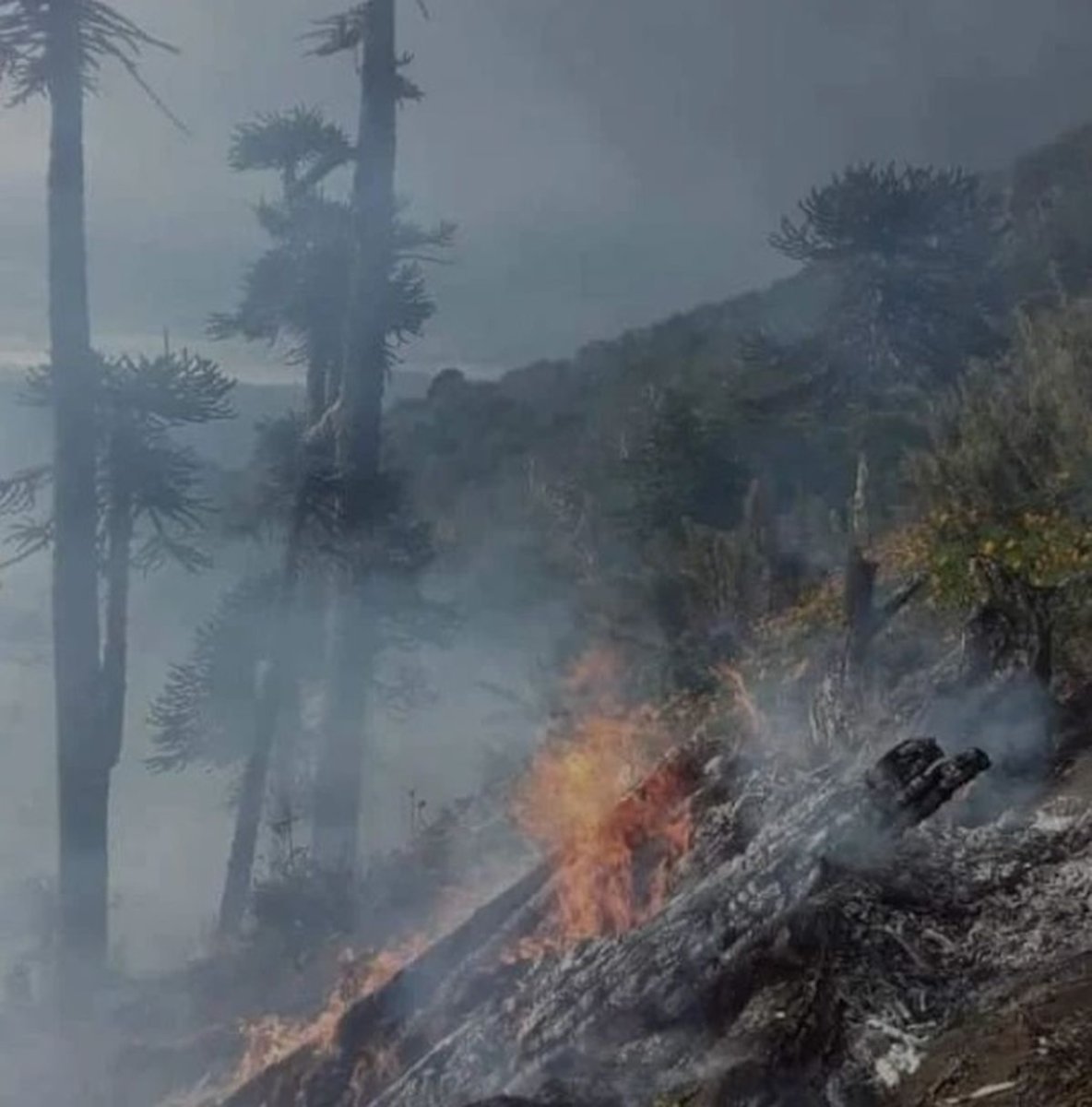 Los incendios en el Parque Nacional Lan&iacute;n.