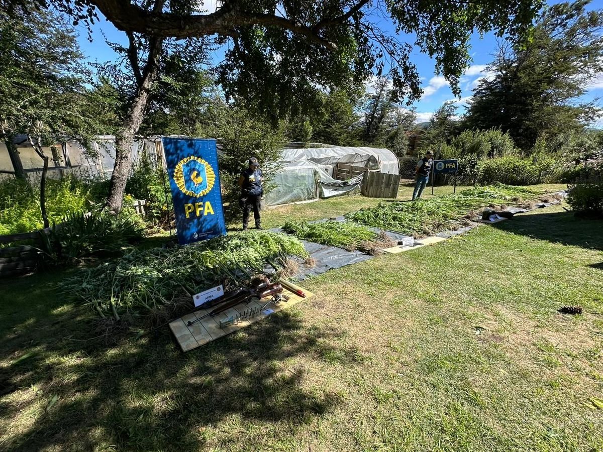 Desbaratan dos invernaderos de marihuana en San Mart&iacute;n de los Andes.