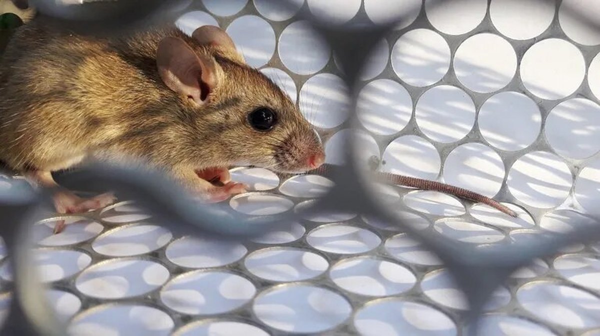 Caso de Hantavirus en San Mart&iacute;n de los Andes