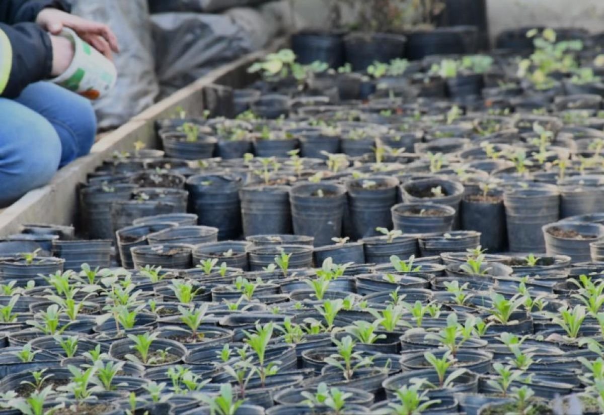 El vivero de Villa La Angostura reconocer&aacute; con una planta a cada mujer que se acerque al lugar para celebrar su d&iacute;a el pr&oacute;ximo jueves.
