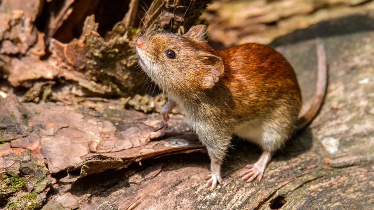 El caso de hantavirus en San Mart&iacute;n de los Andes no tiene contactos estrechos.