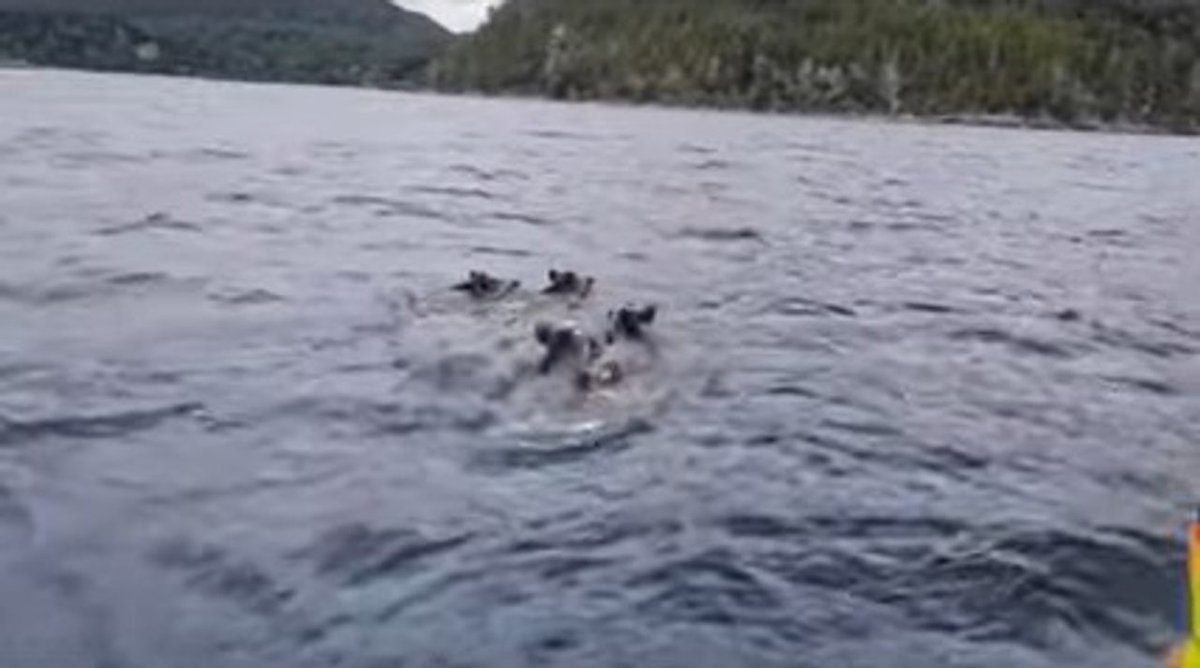 Jabal&iacute;es nadando en el Lago Nahuel Huapi. Foto: captura.
