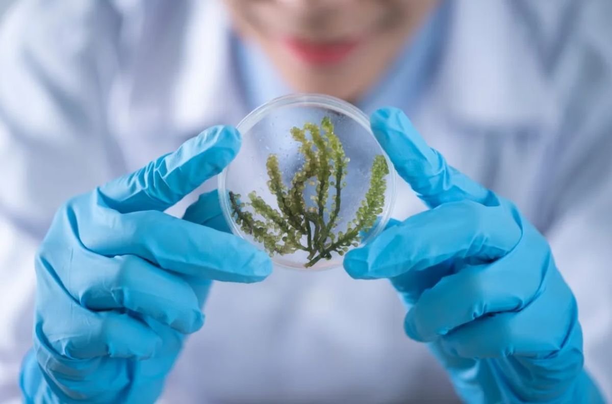 Apolo Biotech, la empresa de investigadores surgidos del Conicet, busca instalar sus laboratorios en Angostura.