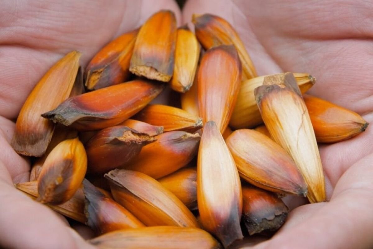 Comienza la temporada de recolecci&oacute;n de pi&ntilde;ones en Neuqu&eacute;n