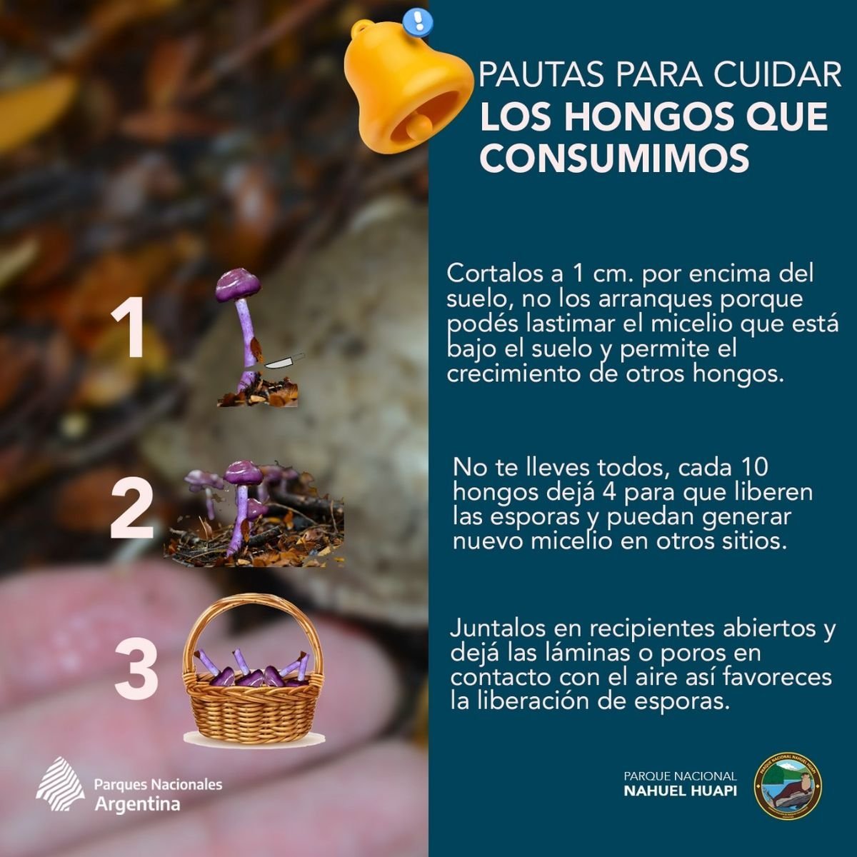 Recolecci&oacute;n de hongos dentro del Parque Nacional Nahuel Huapi