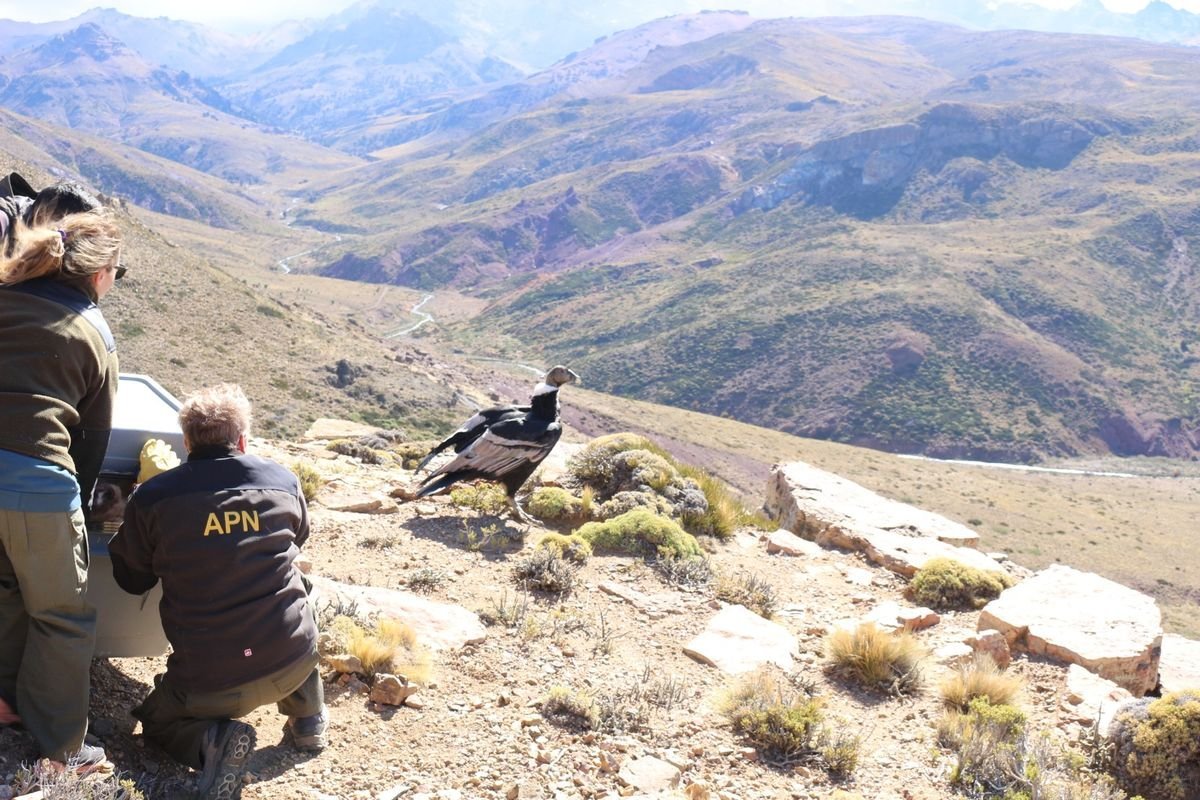 Un c&oacute;ndor rescatado vuela nuevamente en el Parque Nacional Laguna Blanca (Neuqu&eacute;n)