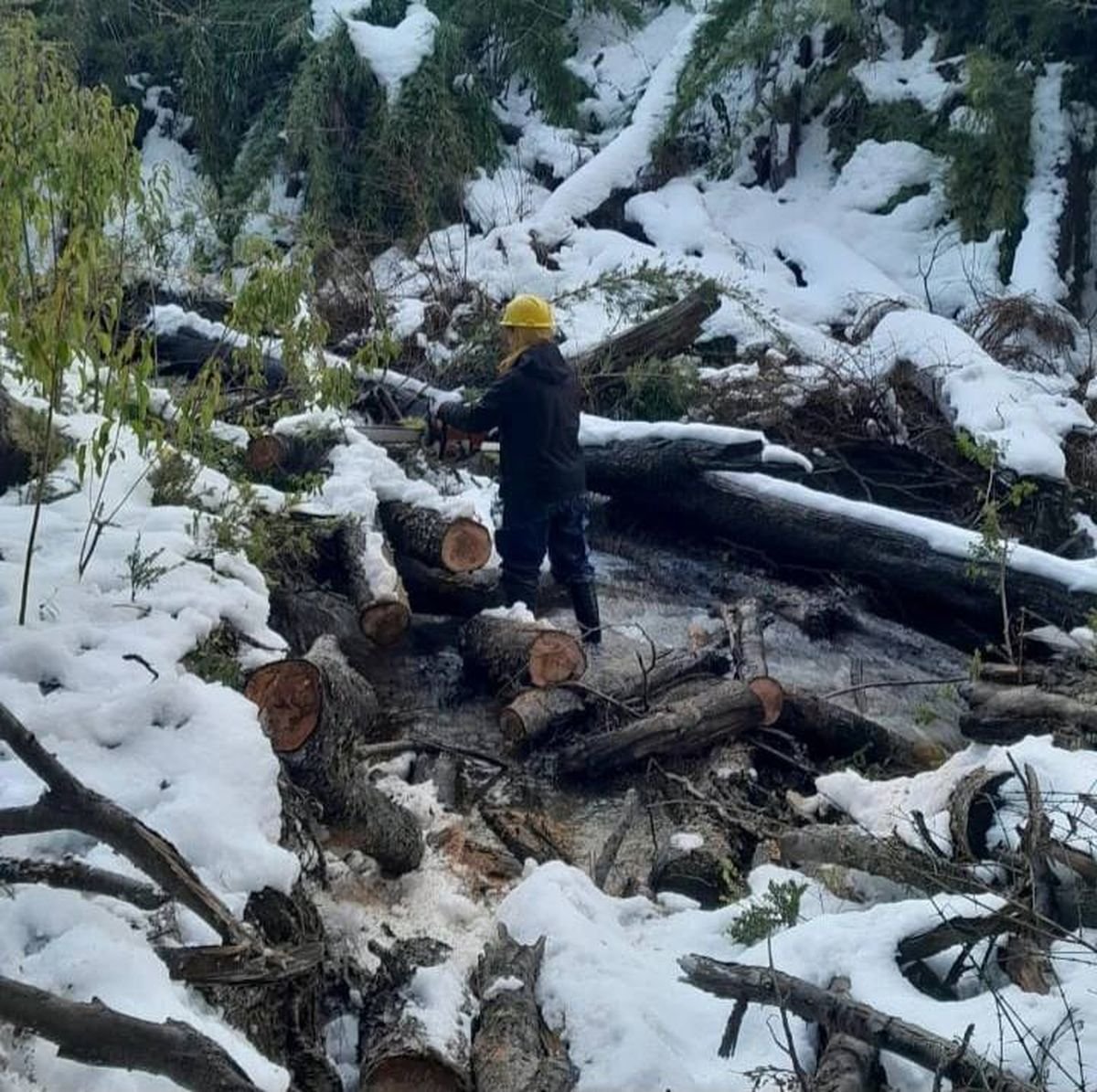 Limpieza del cauce del Arroyo Colorado, en Villa La Angostura