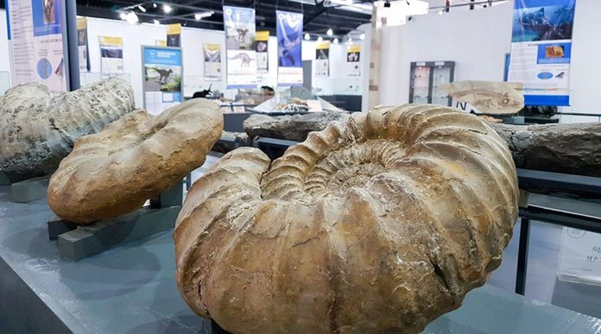 Neuqu&eacute;n: la realidad aumentada llega al Museo Olsacher durante septiembre
