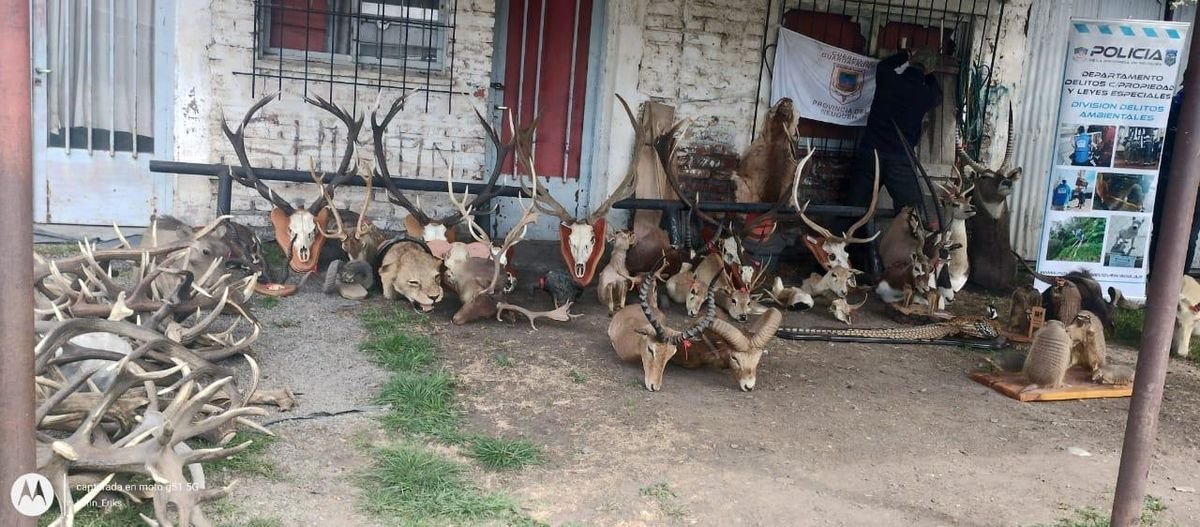Jun&iacute;n de los Andes: incautaron m&aacute;s de 20 cabezas de animales ex&oacute;ticos