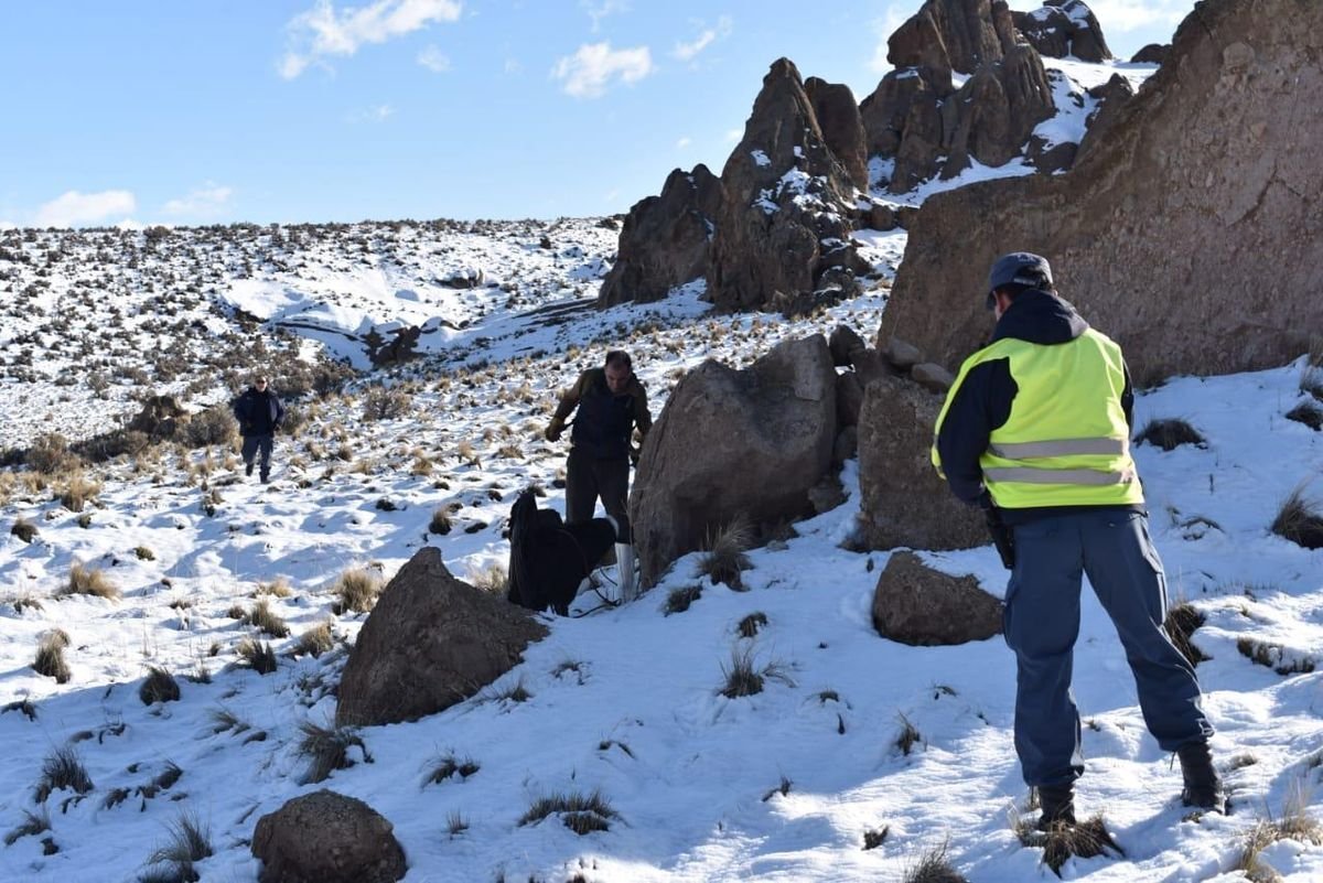 Neuqu&eacute;n: Fauna rescat&oacute; un c&oacute;ndor andino y se recuperar&aacute; en Mendoza