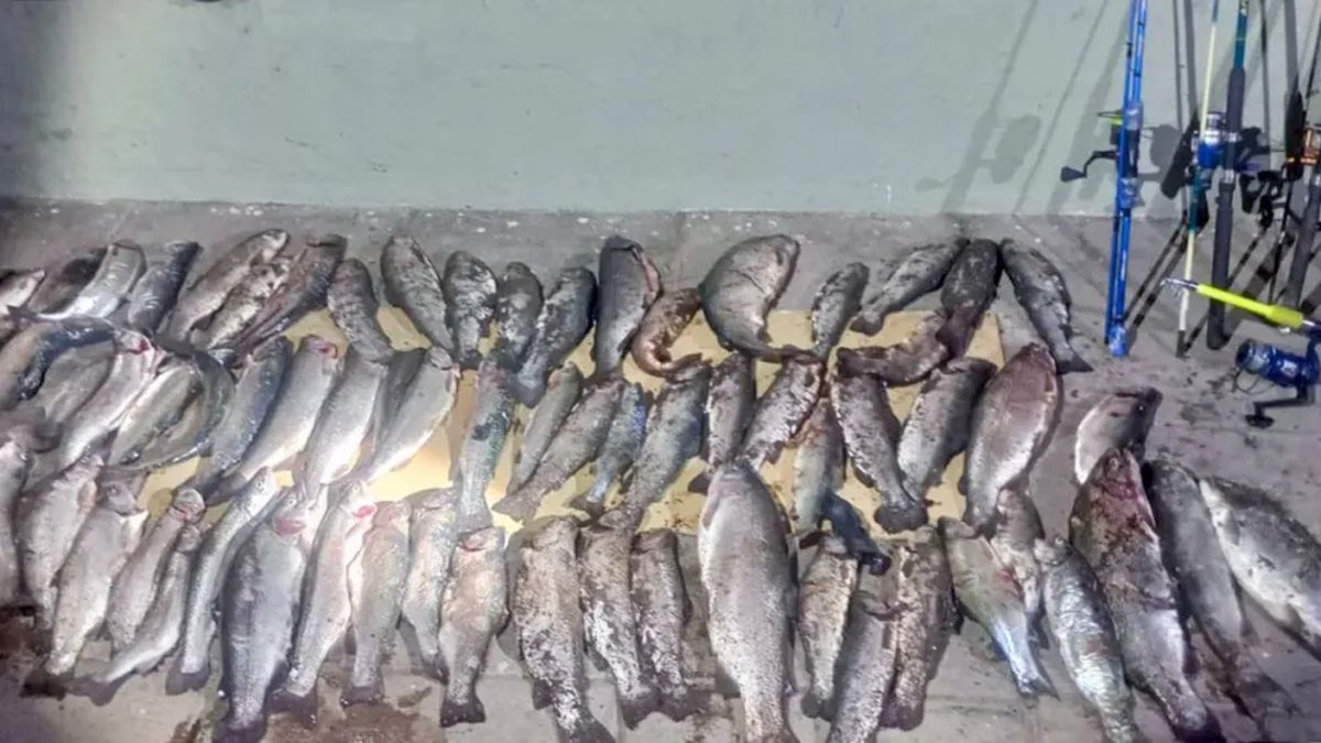 Neuqu&eacute;n: incautaron truchas y decomisaron ca&ntilde;as en operativos de Fauna