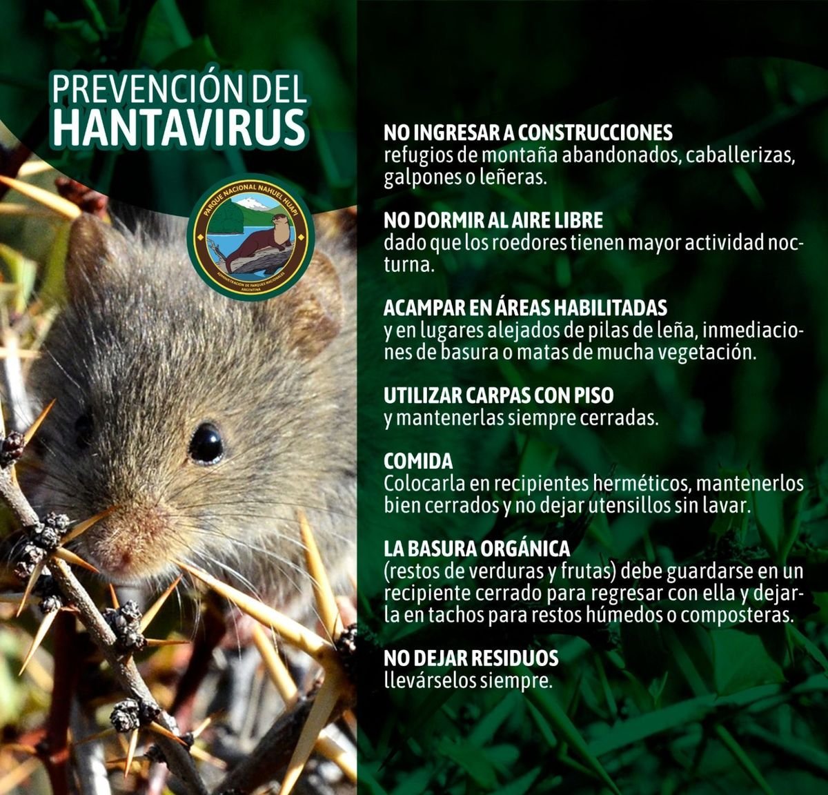 Hantavirus: c&oacute;mo prevenir enfermedades trasmitidas por roedores