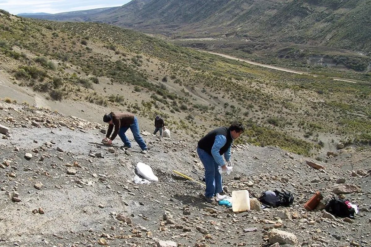 Neuqu&eacute;n: Amonites, el "reloj" f&oacute;sil que permite trazar la historia geol&oacute;gica de la Tierra
