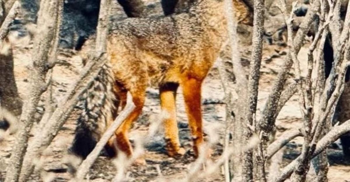 Parque Nacional Lan&iacute;n: preocupaci&oacute;n por la p&eacute;rdida de flora y fauna