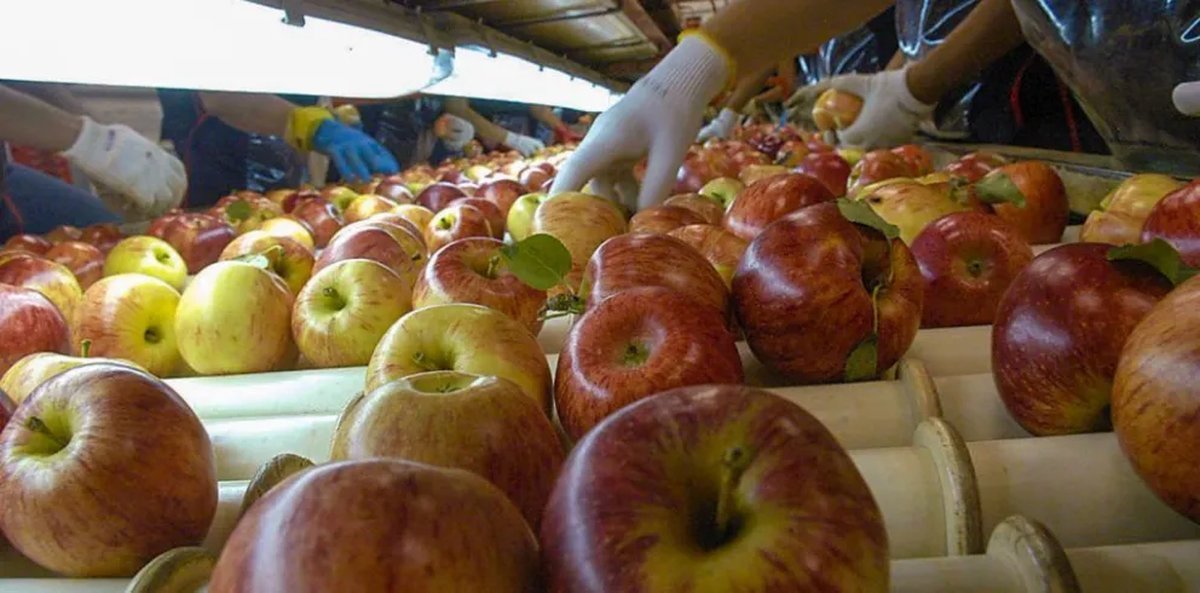 Neuqu&eacute;n: cr&eacute;ditos por mil millones de pesos para productores frut&iacute;colas
