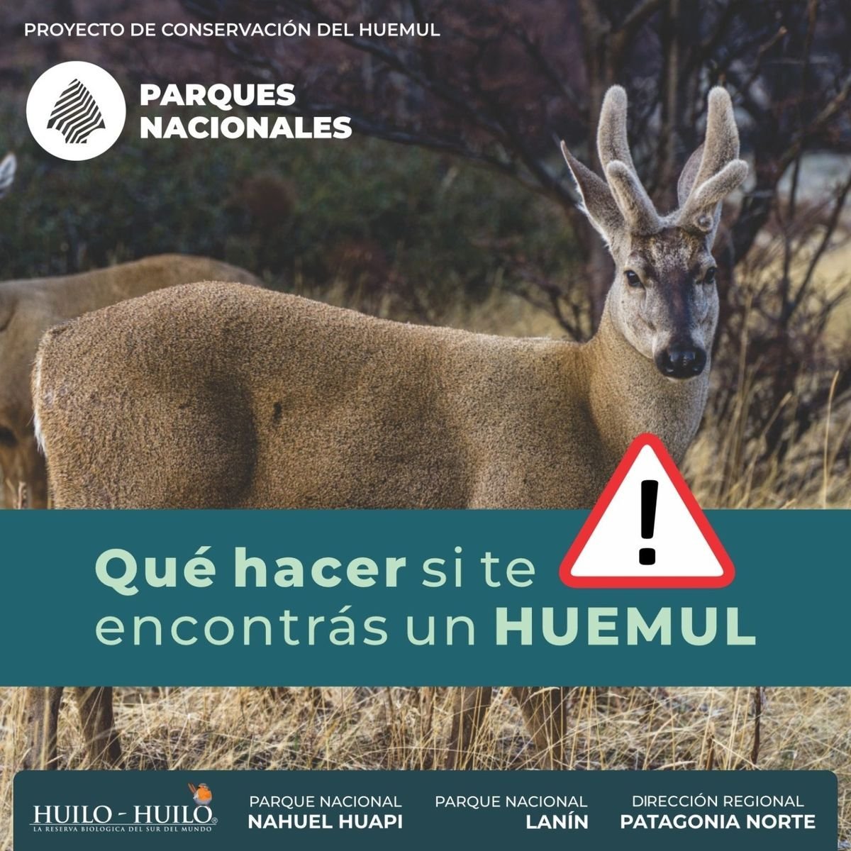 Parque Nacional Nahuel Huapi: todo sobre el programa de conservaci&oacute;n del Huemul