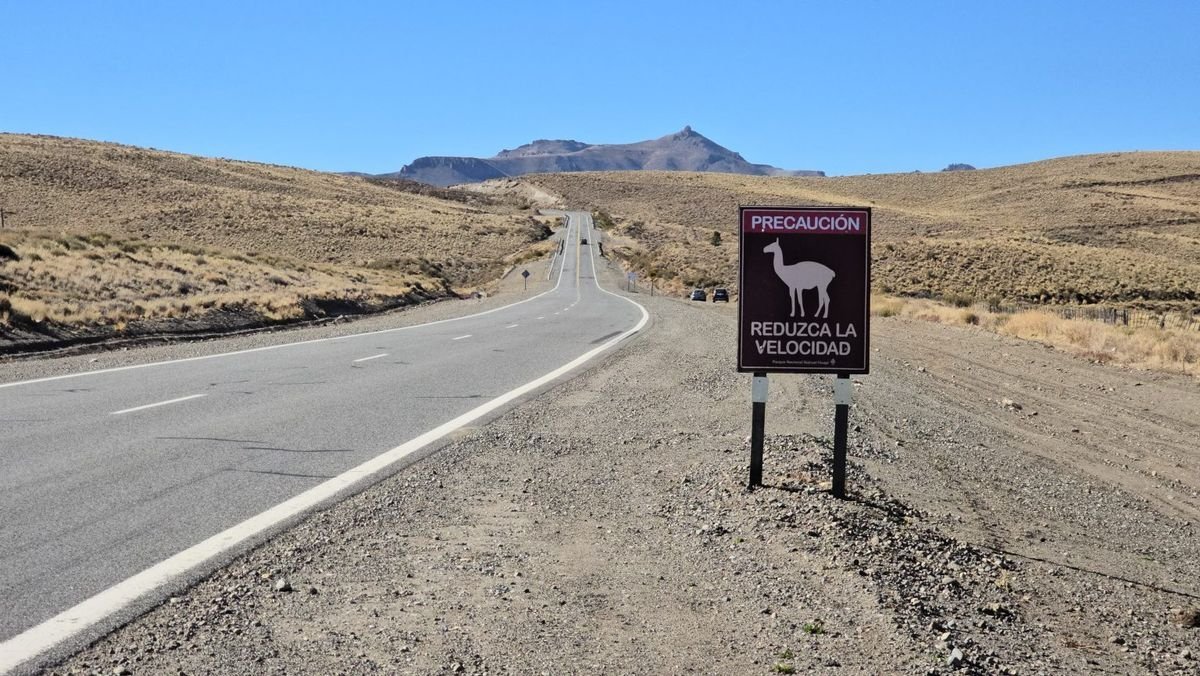 Guanacos en la Ruta 237: prioridad a la seguridad vial y la conservaci&oacute;n