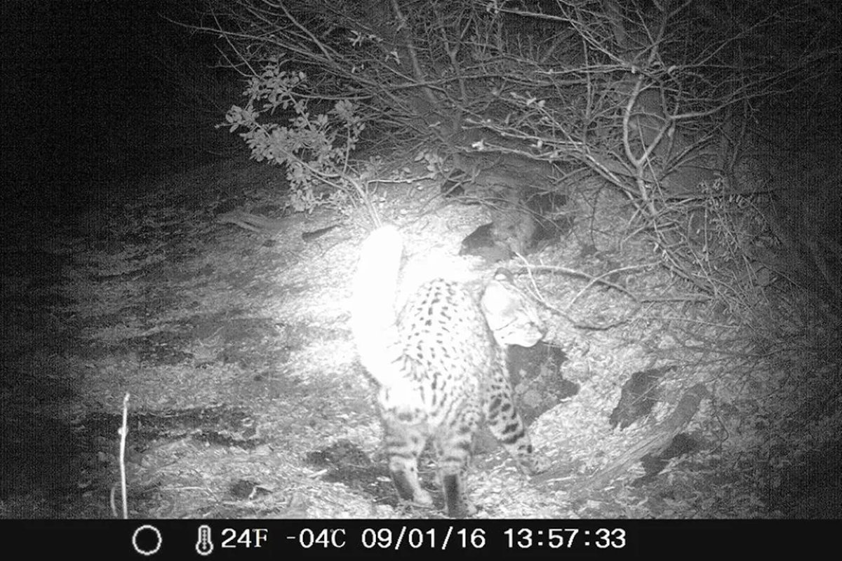 Neuqu&eacute;n: c&aacute;maras trampa registraron fauna nativa en el &Aacute;rea Natural Protegida Copahue