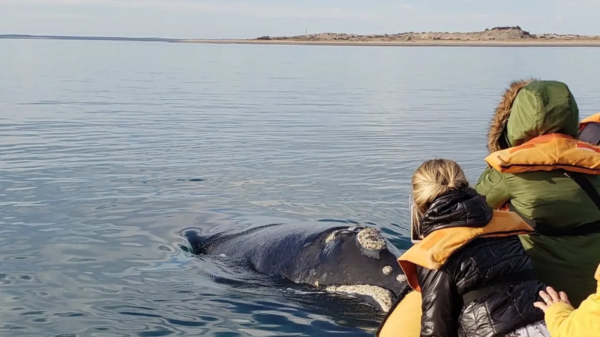 Una postal imperdible: las ballenas llegaron a la costa de R&iacute;o Negro
