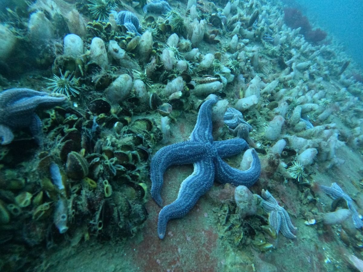 Vacaciones de invierno: bucear en Las Grutas y descrubrir el mar