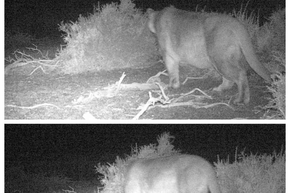 Copahue: c&aacute;maras de monitoreo registraron ejemplares de puma y gato mont&eacute;s